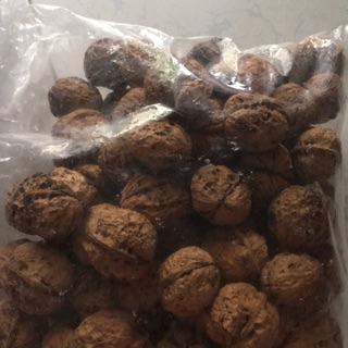 Óc chó việt điện biên