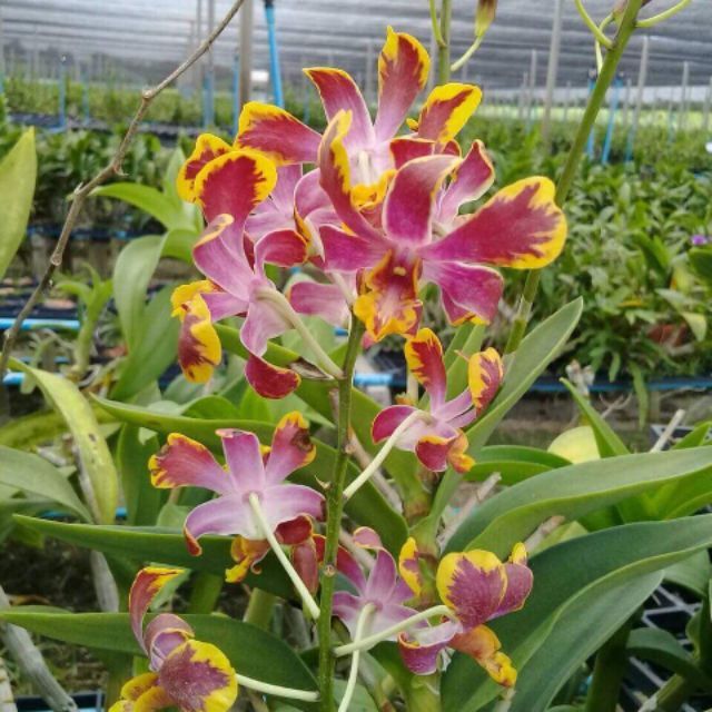 Denro chớp bịp chuẩn hoa