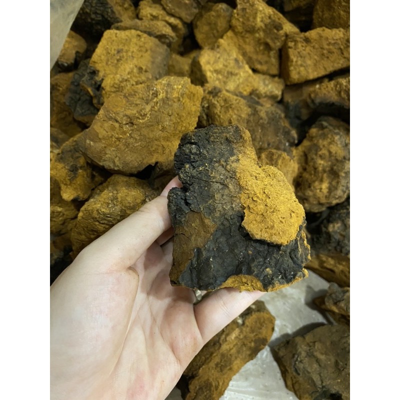 Nấm Chaga Siberia - Nga
