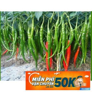 30 Hạt giống Ớt đậu đũa (tặng gói kích nẩy mầm và hướng dẫn)