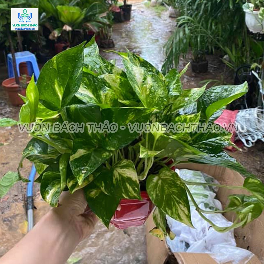 Cây trầu bà xanh ta