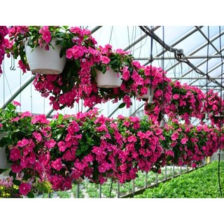 HẠT GIỐNG HOA DỪA CẠN CÁNH ĐƠN