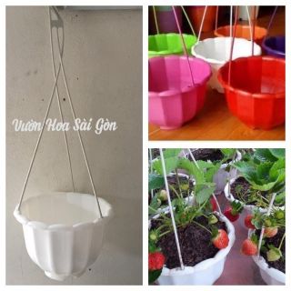 Chậu bí treo đủ màu - nhựa