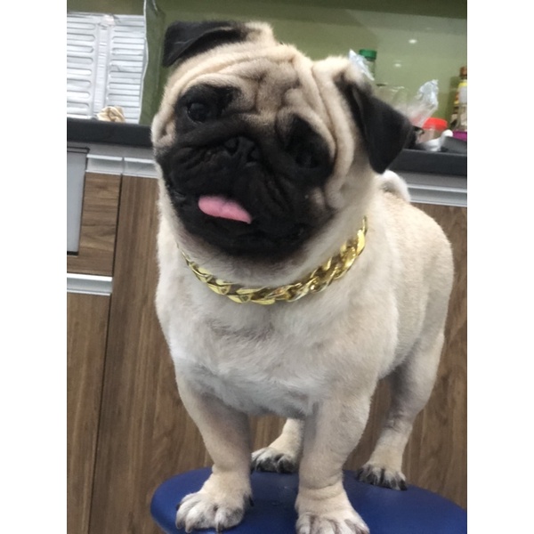 Vòng cổ cho chó Teddy Pug Chó chiến đấu Pháp.Dây chuyền vàng cho chó pug😍😍😍