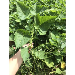 Combo 5 dây rau khoai lang Nhật trắng siêu ngọn- dây giống 50cm