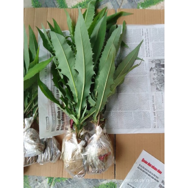 Cây giống bồ công anh 1 cây.