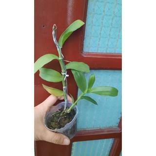 phi điệp 5ct mũi hồng