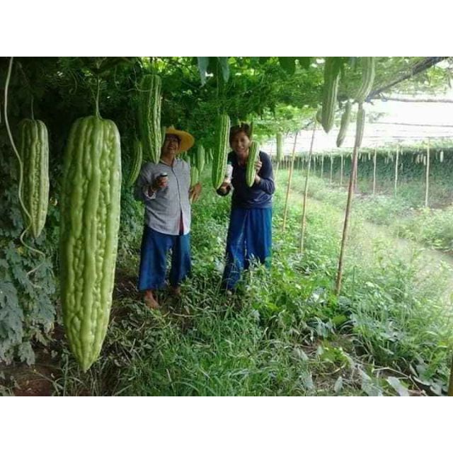 Hạt giống mướp đắng khổng lồ thái lan nhập nguyên gói 5 hạt