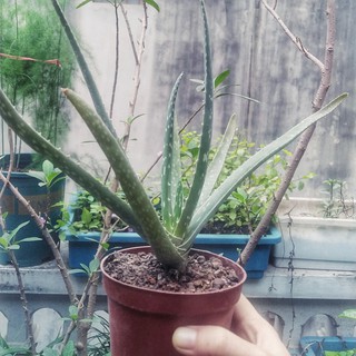 Cây nha đam giống Mỹ