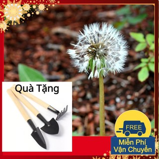 Hạt Giống Hoa Bồ Công Anh Tặng Bộ Dụng Cụ Mini Trồng Cây Tặng Bộ Dụng Cụ Mini Trồng Cây
