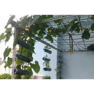 1m Lưới làm giàn dưa leo, bầu, mướp, đậu,.