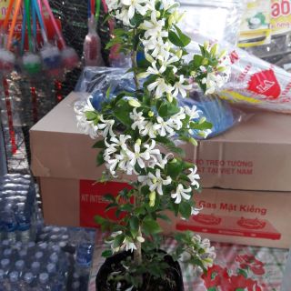Nguyệt quế mini