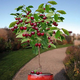 CÂY CHERRY MỸ