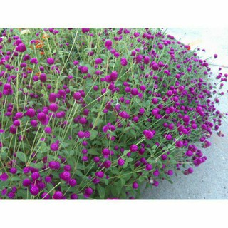 Hạt Giống Hoa Cúc Bạch Nhật Tím Rd 848 Gói 20 Hạt