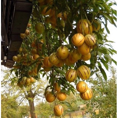 Hạt Giống Dưa Hấu Pepino  -  - Giàu Dinh Dưỡng , Năng Suất Cao