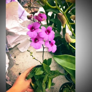 Hoa Lan Yaya mini chậu đứng đọt hàng lá