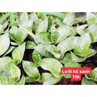 lưỡi hổ "( cây phong thủy )