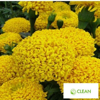 Hạt giống Cúc Vạn Thọ Mỹ (50 hạt)