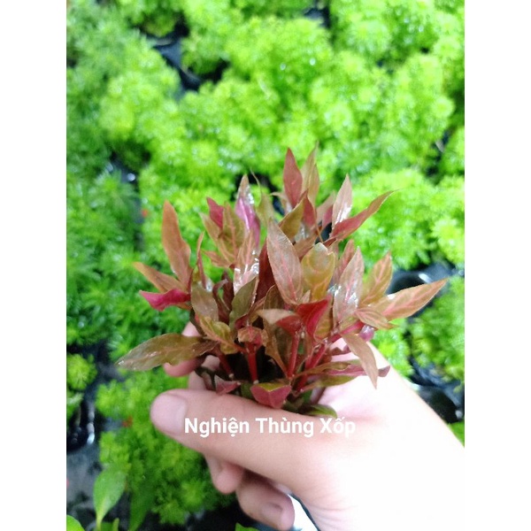 Cây Thuỷ Sinh HUYẾT TÂM LAN GÂN TRẮNG 25k/12ngọn - Cây Thuỷ Sinh cắt cắm