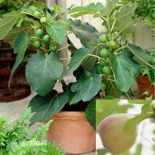 Hạt giống sung mỹ lùn - bonsai