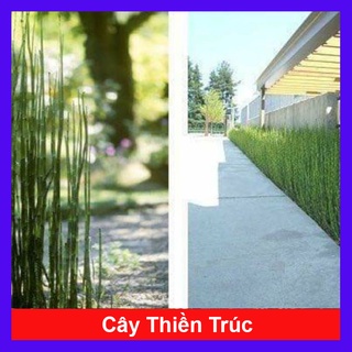 Cây Thiền Trúc - cây cảnh sân vườn