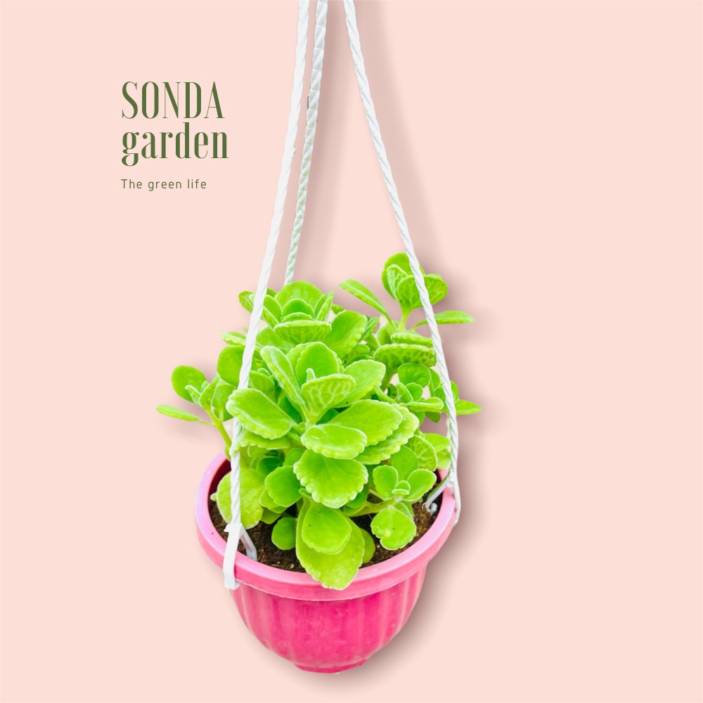 Sen thơm nhất mạt hương SONDA GARDEN trồng chậu treo đường kính 9cm, cây cảnh trang trí nhà cửa, lỗi 1 đổi 1