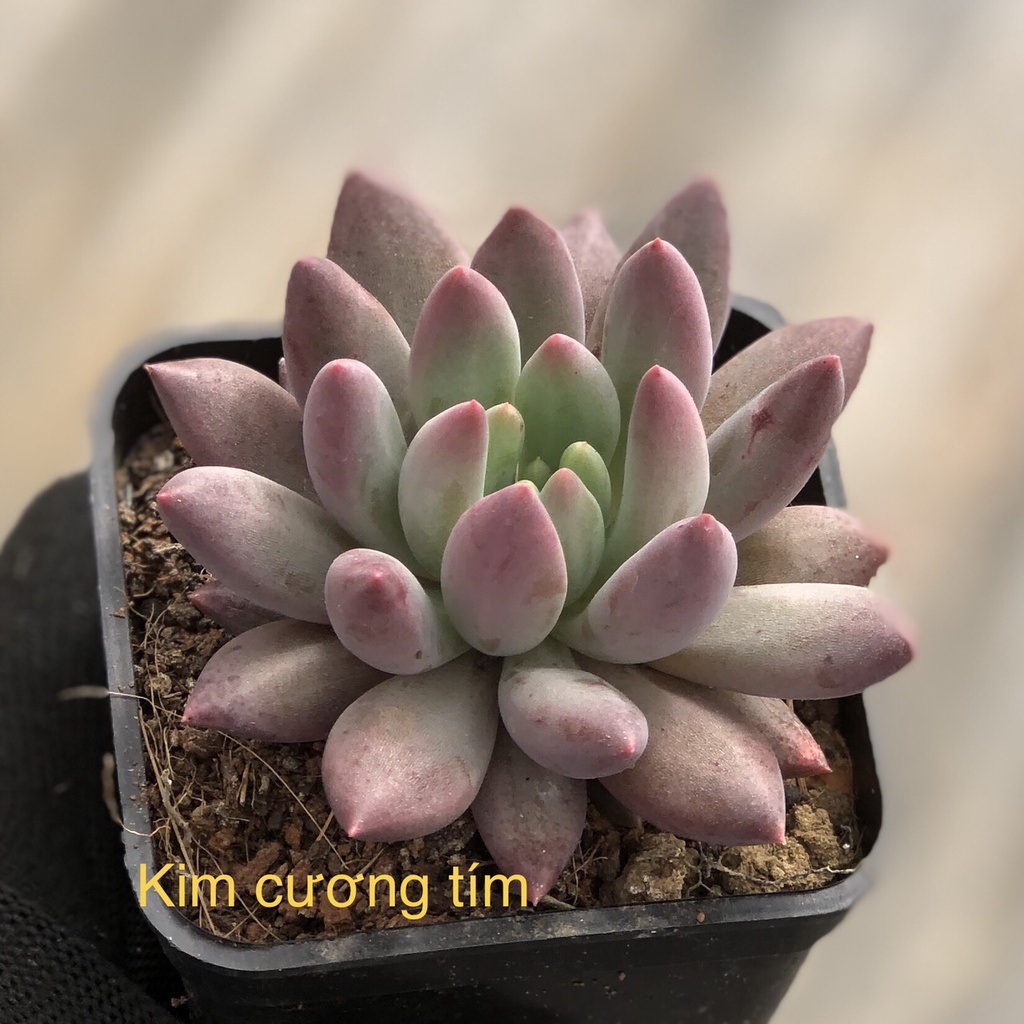 sen đá Kim Cương Tím - pachyveria angel fingers