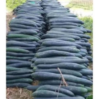 1kg Trà Bí đao sấy khô