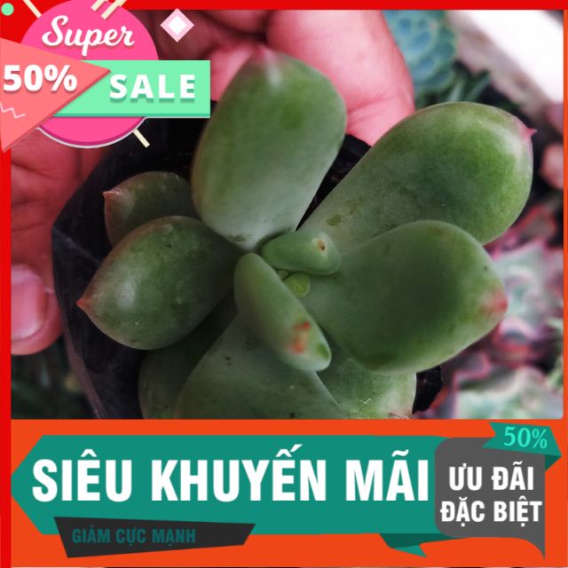 Sen sỏi xanh
