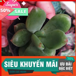 Sen sỏi xanh