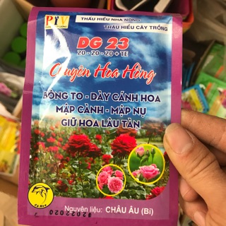 Thuốc chuyên hoa hồng giữ hoa lâu tàn bông to