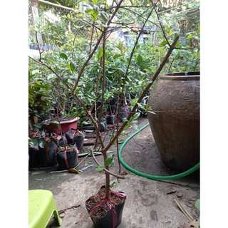 cây lựu đỏ ấn độ, nhánh chiết