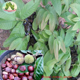 Cây giống Hạt Dẻ Trùng Khánh