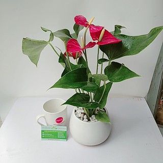 Cây Cảnh Để Bàn - Cây Hồng Môn Đỏ Để Bàn