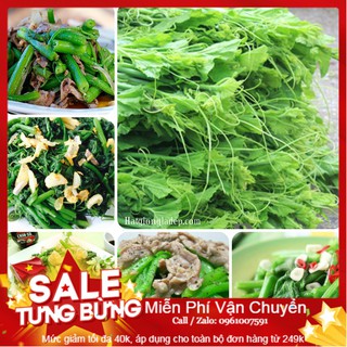 Hạt Giống Bí Siêu Ngọn Mập