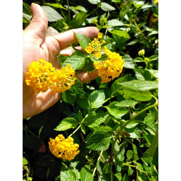 Cây giống cúc ngũ sắc rủ có màu vàng, đỏ, hồng, trắng