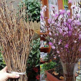 Hoa đỗ quyên ngủ đông trưng ngày tết giá sỉ chất lượng