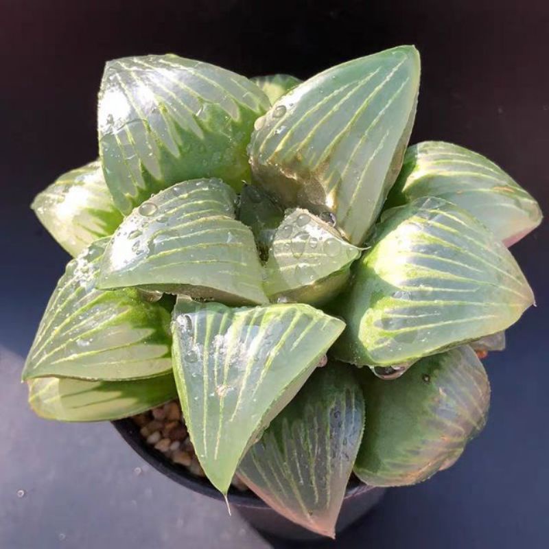 Siêu sale 50%- Sen Đá Haworthia Mutica rất đẹp hiếm, gửi cây ảnh cuối.