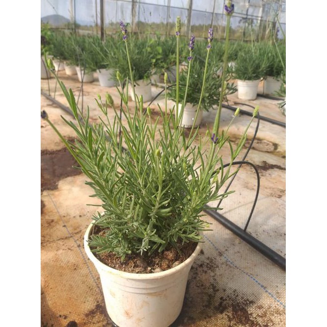 Chậu cây lavender đang hoa