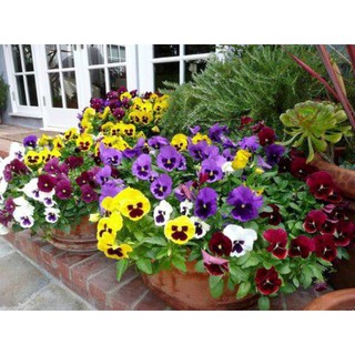 Gói 500 hạt giống hoa pansy nhiều màu (viola) hoa cánh bướm
