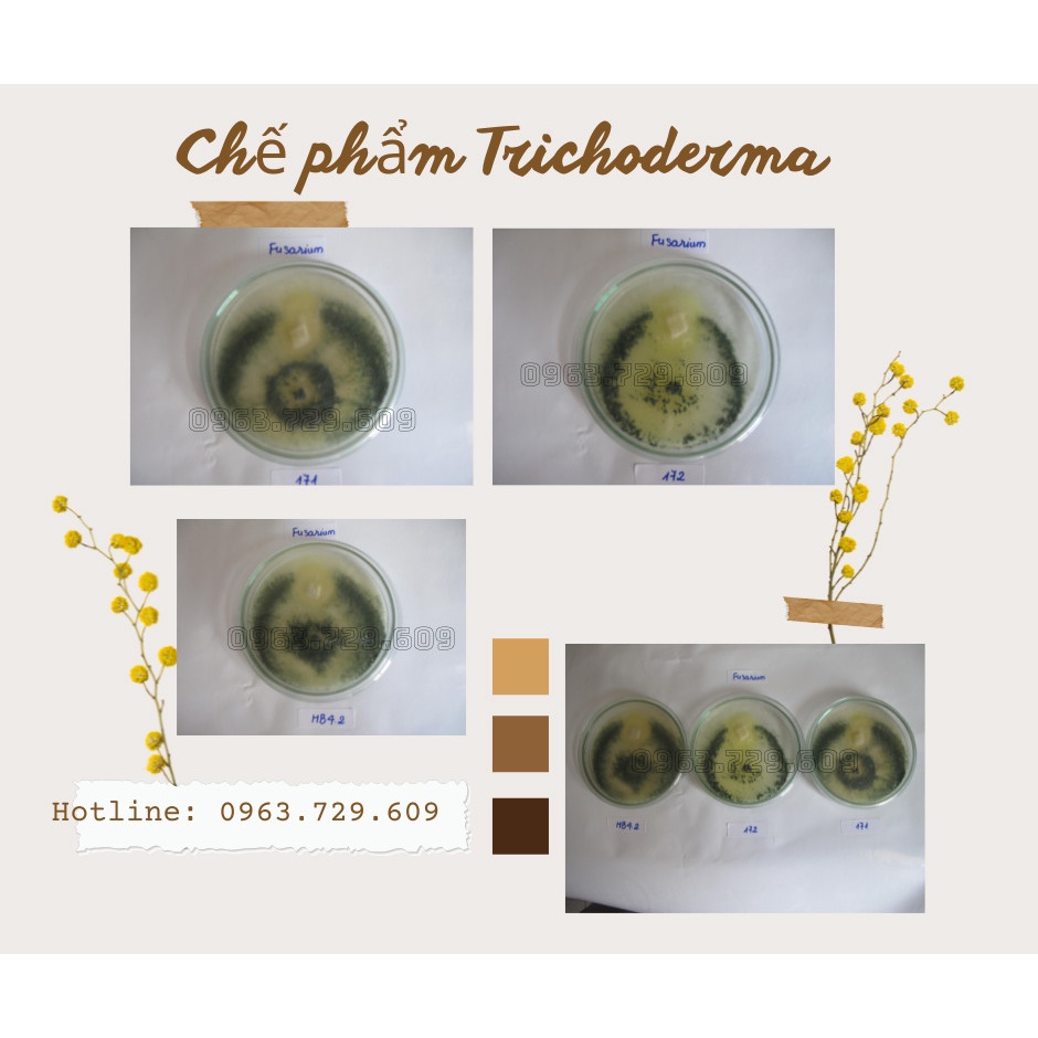 Chế phẩm sinh học Nấm đối kháng Trichoderma - 1Kg