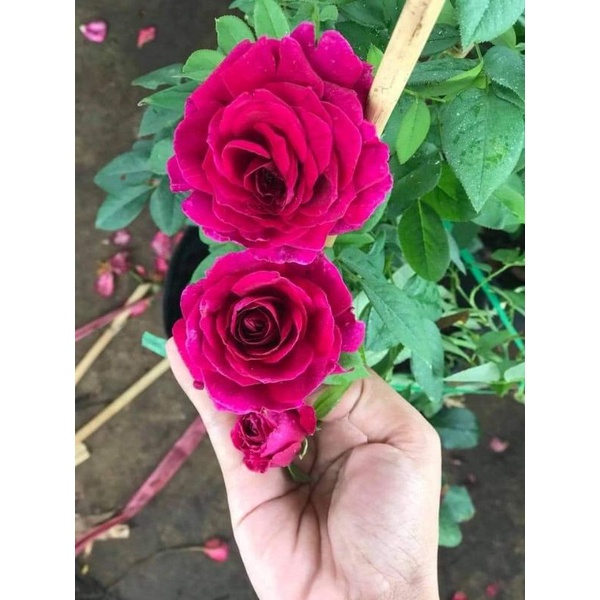 Hoa Hồng Ngoại The Prince Rose