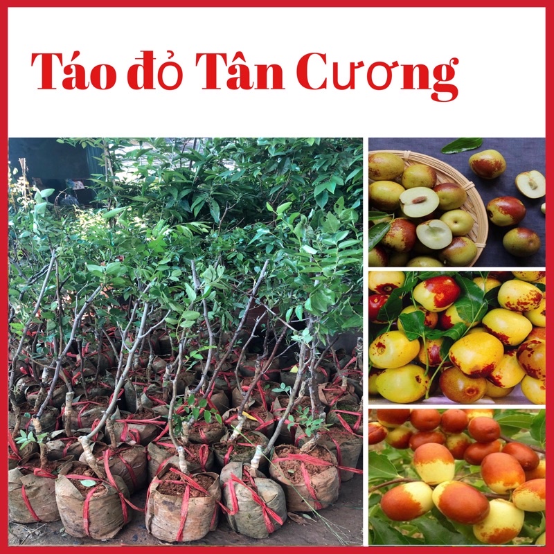 Cây giống hồng táo - táo đỏ Tân cương (ảnh thật hình cuối)