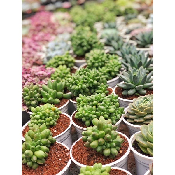 Diêu giảm gá sen đá Crest Kim Cương xanh siêu đẹp