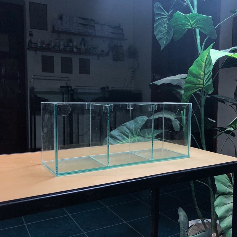 Bể cá betta D30xR10xC12cm 3 ngăn