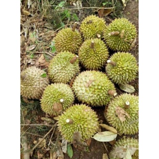 Cây sầu riêng