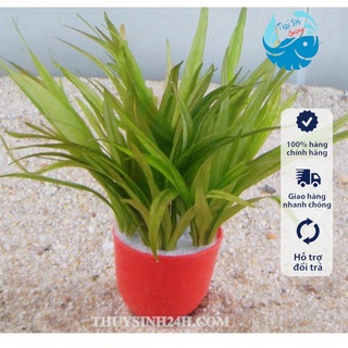 Cây thuỷ sinh Cỏ thìa tiểu (Không cần co2)