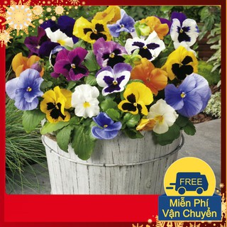 Hạt Giống Hoa Pansy Mix