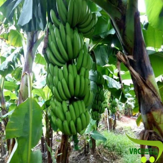 Sản phẩm Cây giống CHUỐI TIÊU HỒNG ngọt thơm - hàng cây giống CHUẨN F1 + Tặng  phân hữu cơ cao cấp