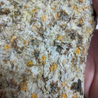 Trà hoa cúc trắng 1kg